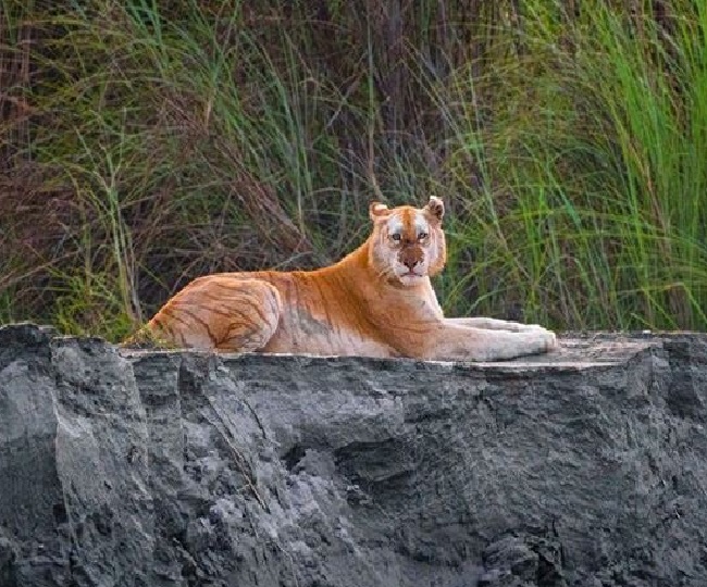 India's 'only Golden Tiger' in Assam's Kaziranga, a rare beauty